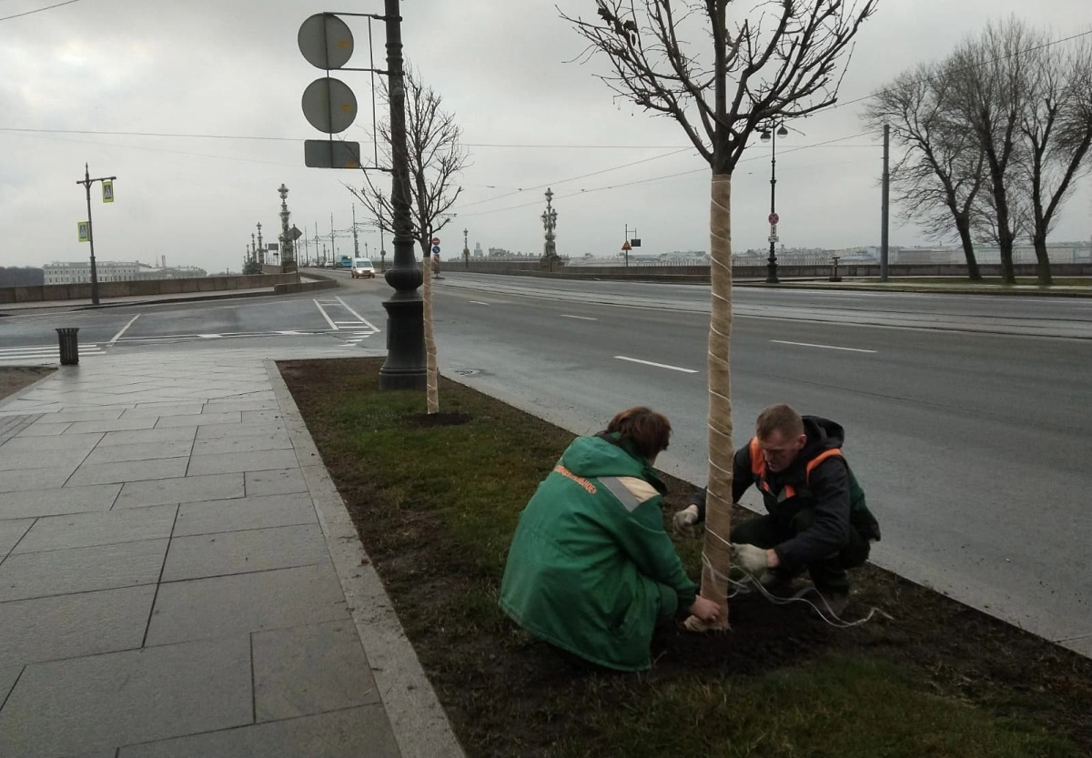 Городские садовники подготовили липы в сквере на Троицкой площади к зиме - tvspb.ru