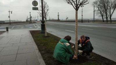 Городские садовники подготовили липы в сквере на Троицкой площади к зиме