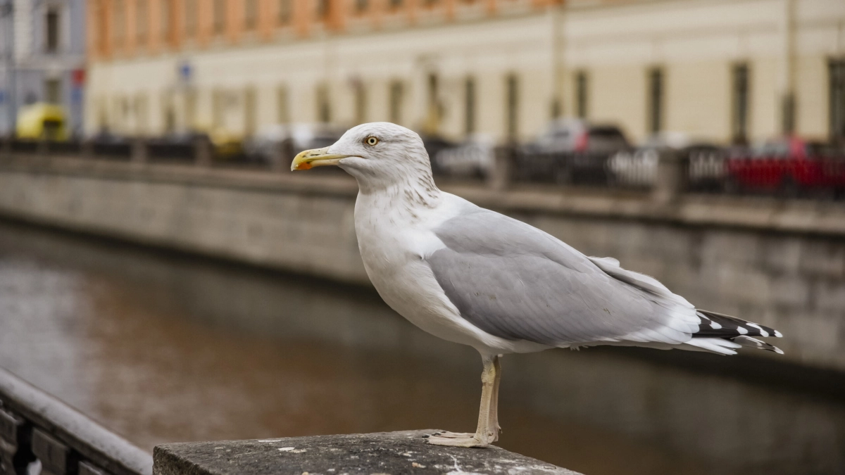 В Петербурге спасли чайку, которая запуталась в гирлянде у Сампсониевского моста - tvspb.ru