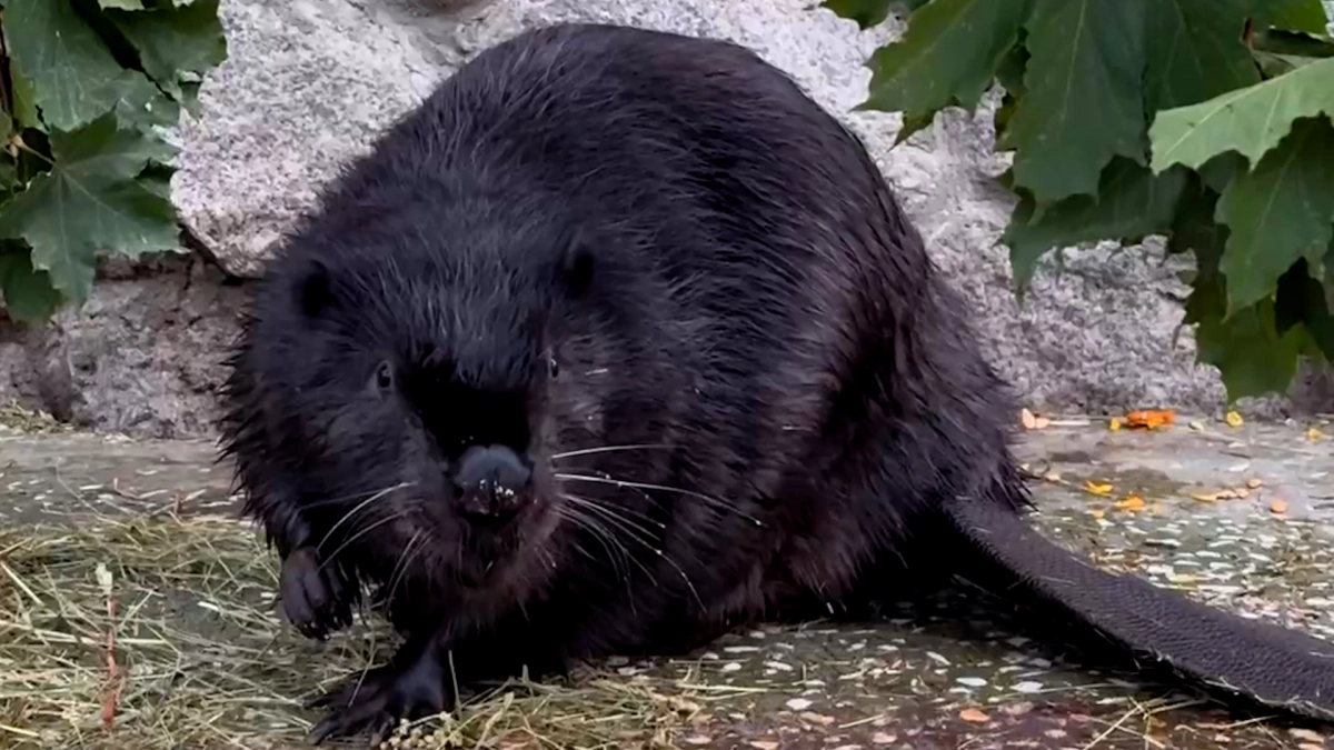 Власти Петербурга объяснили, почему нельзя подкармливать бобра с Черной речки - tvspb.ru