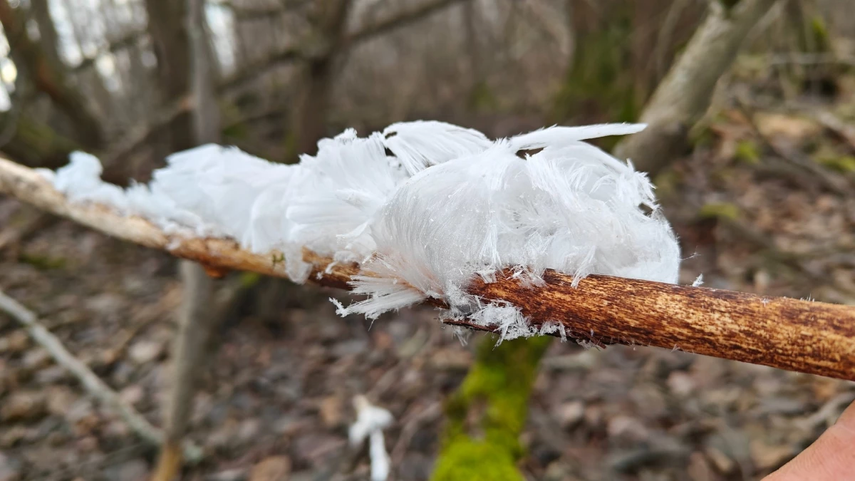 Биолог Павел Глазков нашел в лесу под Петербургом «ледяные цветы» - tvspb.ru