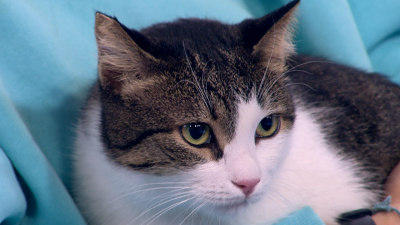 Ученые заявили, что кошки могут влиять на развитие шизофрении у человека