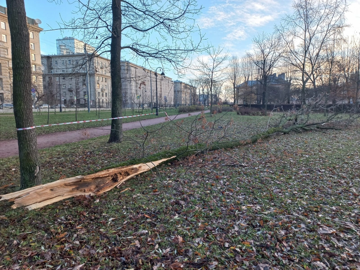 В Петербурге за выходные рухнули более 60 деревьев - tvspb.ru