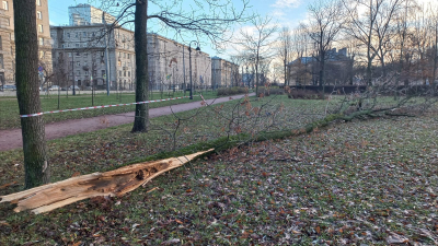 В Петербурге за выходные рухнули более 60 деревьев