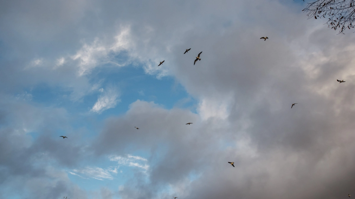 Над Петербургом осенью летят тысячи птиц: биолог объяснила, почему - tvspb.ru