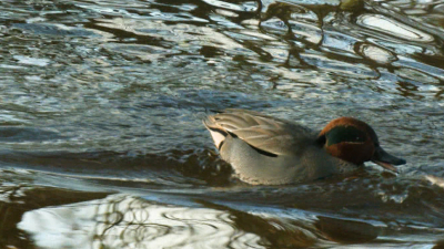 На Елагин остров прилетел свистунок