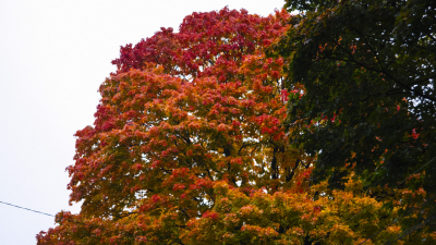 Вход в Дворцовый парк в Гатчине стал бесплатным