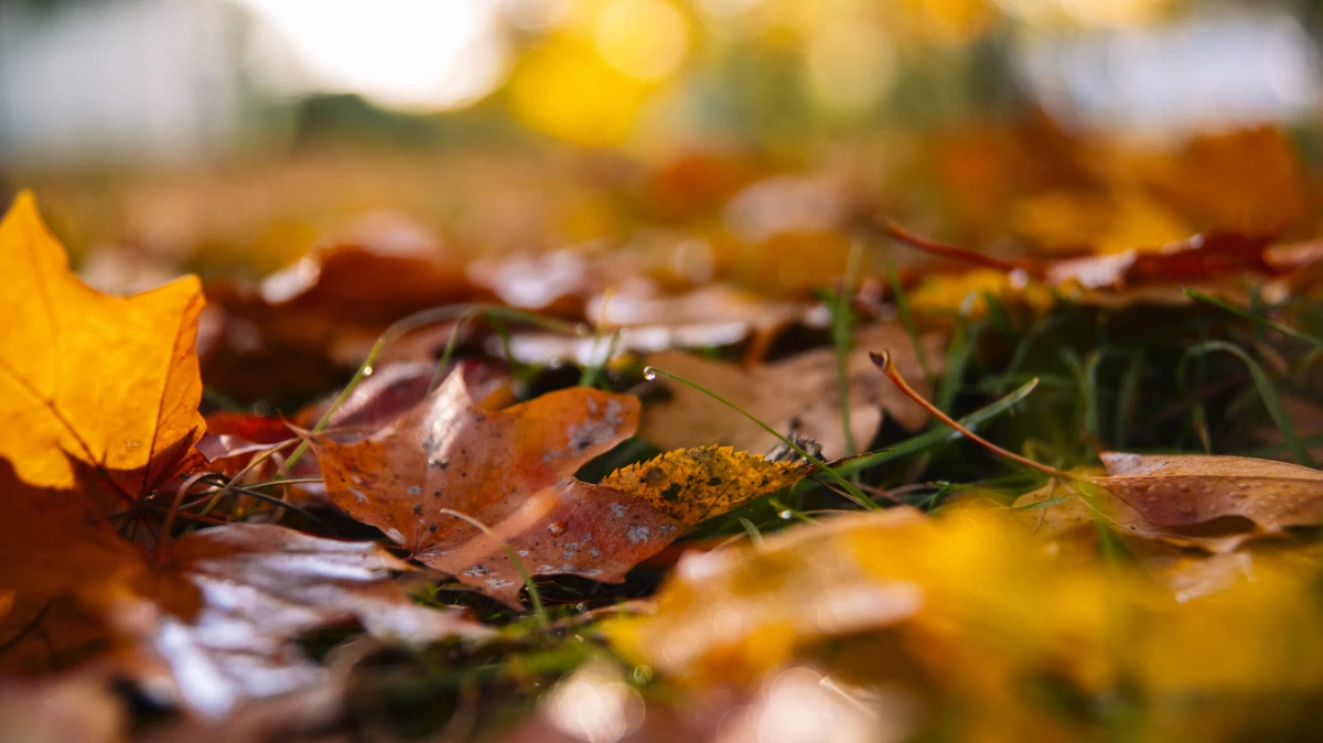 Опрос показал, чего россиянам не хватает для борьбы с осенней хандрой - tvspb.ru