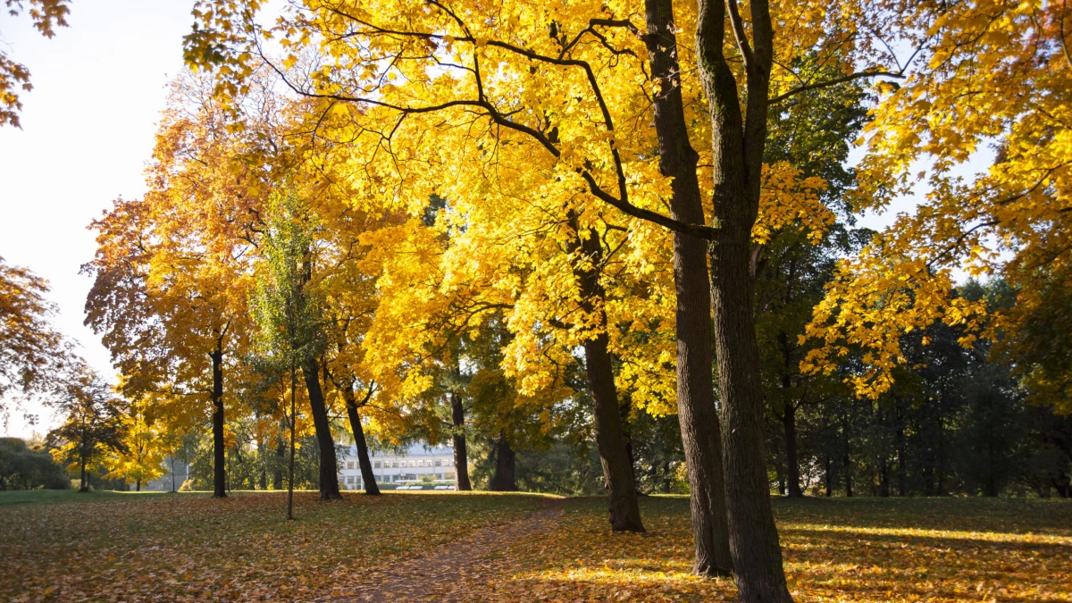 Синоптик Колесов сообщил, что минувшая осень в Петербурге стала самой теплой и солнечной за много лет - tvspb.ru