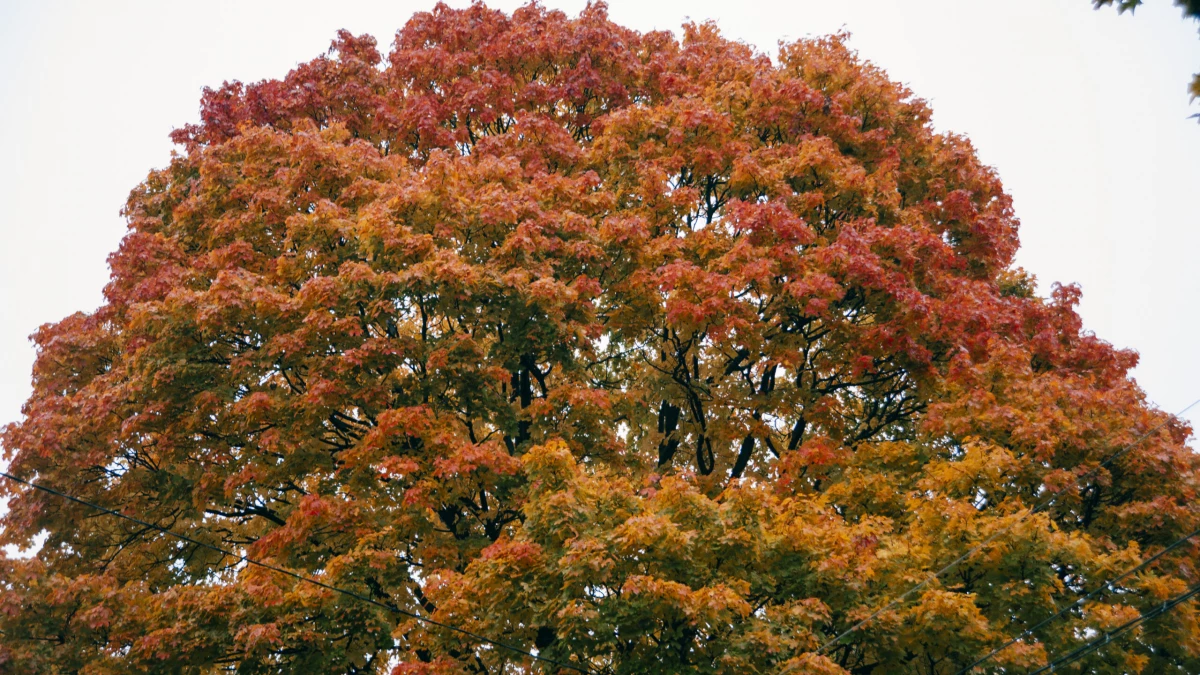 Вход в парки Александрия и Ораниенбаум стал бесплатным - tvspb.ru