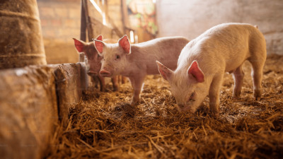 Что известно о жестоком убийстве 17-летней девушки в свинарнике под Красноярском