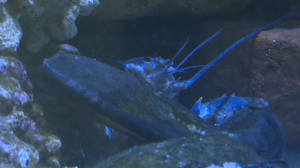 Омар-гигант из Ленинградского зоопарка