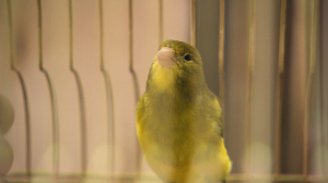 Звёздные питомцы. Канарейка, шпорцевые лягушки и попугаи заслуженного художника России Латифа Казбекова