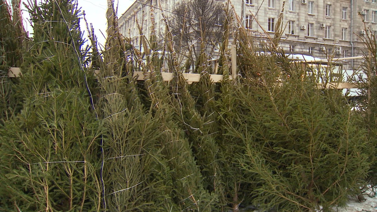 20 декабря в Петербурге начнут работать ёлочные базары - tvspb.ru