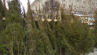 20 декабря в Петербурге начнут работать ёлочные базары