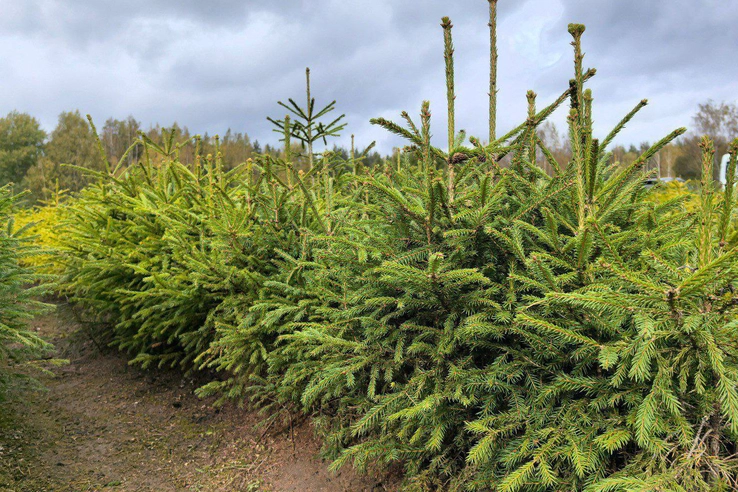 Рослесхоз усиливает контроль за хвойными деревьями перед праздниками - tvspb.ru