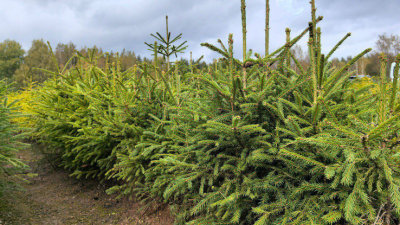 Рослесхоз усиливает контроль за хвойными деревьями перед праздниками