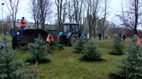 В Петербурге к зиме утепляют цветы, деревья и кустарники