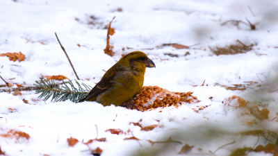 В Петербург прилетели клесты-еловики