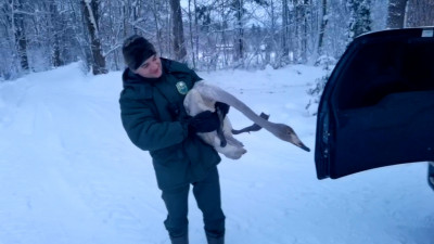 Необычный гость: лебедь зашел в гости к курицам в деревне Федоровка