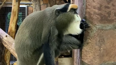 В Ленинградском зоопарке показали отдыхающую мартышку Бразза