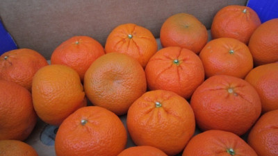 24 тонны опасных клементинов не пустили в Петербург