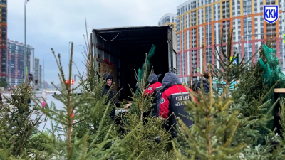 В Петербурге ловили нелегальных торговцев елками