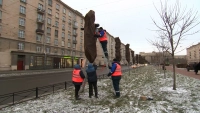 Кленовые аллеи Московского района утеплили в преддверии морозов