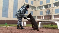 Петербуржец, натравивший на прохожих своего питбуля, предстанет перед судом