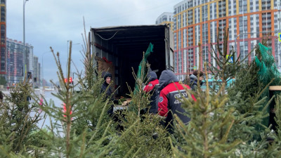 Около полутысячи елок изъяли у торговцев-нелегалов в Петербурге