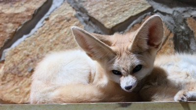 В Ленинградском зоопарке пройдет тематический день «Подземный мир»