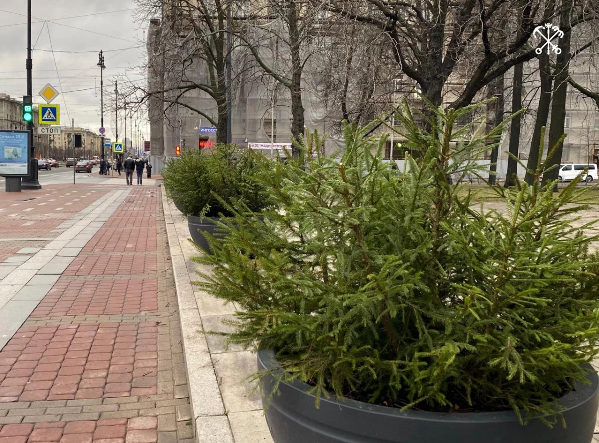 В преддверии Нового года Московский район украсят почти 2 тыс. елок - tvspb.ru