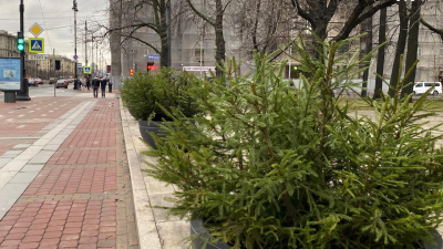 В преддверии Нового года Московский район украсят почти 2 тыс. елок