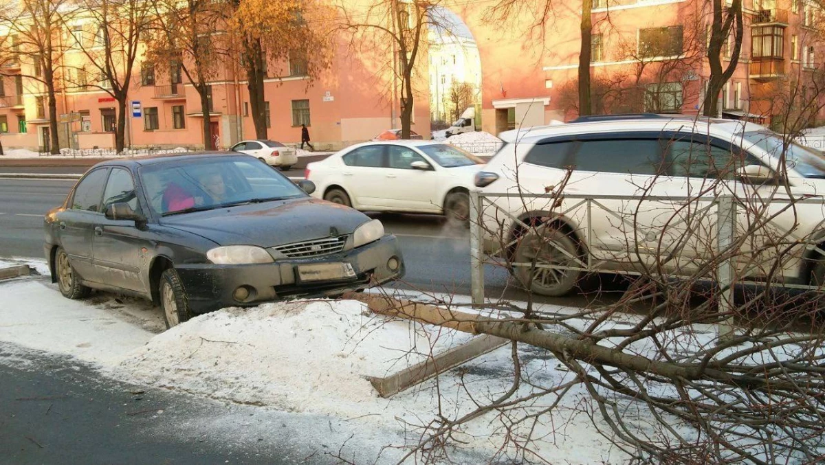 Водитель, уничтоживший липу на проспекте Стачек, выплатит компенсацию городу - tvspb.ru