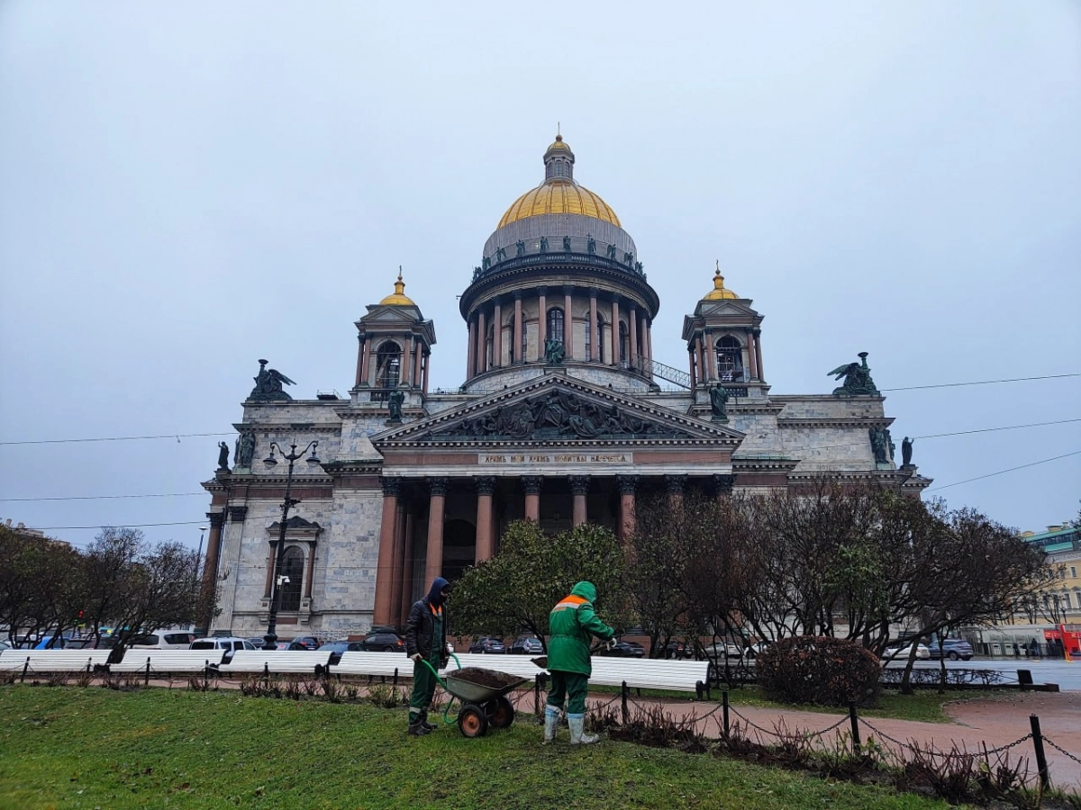 В Петербурге на ветках сирени и бузины появились почки - tvspb.ru