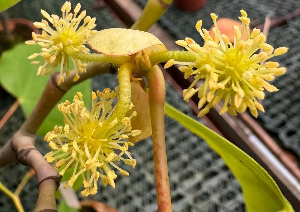 В Ботаническом саду Петра Великого в Петербурге впервые зацвела эксбукландия - tvspb.ru