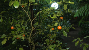 Новогодние растения мира в Ботаническом саду