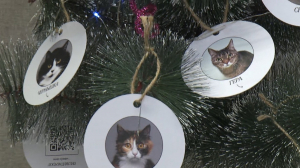 «Быть добрым — просто»: ёлка желаний в помощь бездомным животным в пространстве «Просто»