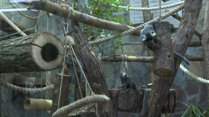 Пополнение в семействе игрунок в Ленинградском зоопарке