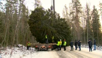 В ночь на 14 декабря в Петербург привезут главную ёлку города