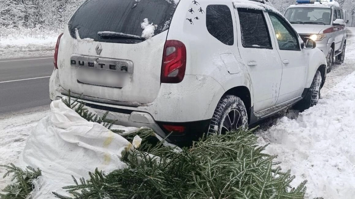 В Зеленогорске задержали лесоруба-нелегала, пытавшегося вывезти 84 ёлки на «Дастере» - tvspb.ru