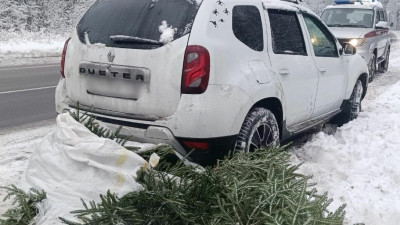 В Зеленогорске задержали лесоруба-нелегала, пытавшегося вывезти 84 ёлки на «Дастере»