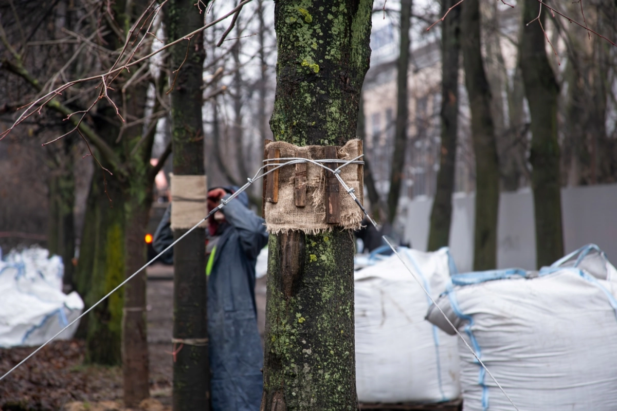 Липы с набережной реки Мойки «переехали» в Багратионовский сквер - tvspb.ru