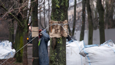 Липы с набережной реки Мойки «переехали» в Багратионовский сквер