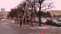 Городские садовники приступили к формовочной обрезке лип в Московском районе