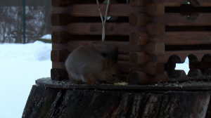 В гости к белкам — на Елагин остров