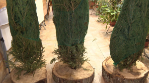 А зверушкам в самый раз: посленовогодние ёлки  — лучший подарок обитателям Ленинградского зоопарка