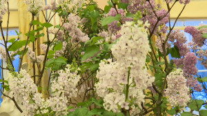 Сирень в залах Александровского дворца