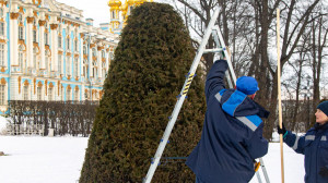Новая петербургская примета: если в «Царском Селе» укрывают туи  — скоро весна