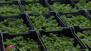 Садовники готовят весну